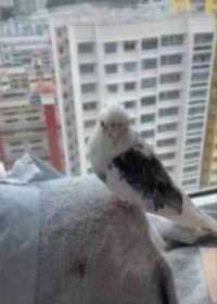 Lost Cockatiel