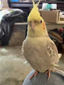Lost Cockatiel