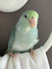 Lost Parrotlet