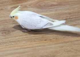 Lost Cockatiel