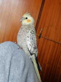 Lost Cockatiel