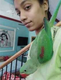 Lost Alexandrine