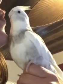 Lost Cockatiel