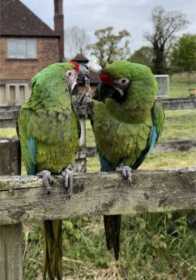 Lost Macaw