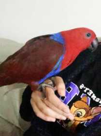 Lost Eclectus