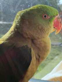 Lost Alexandrine