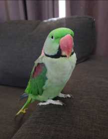Lost Alexandrine