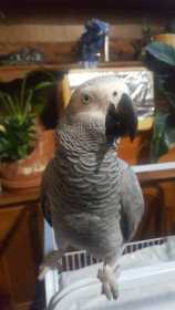 Lost African Grey