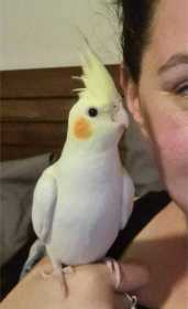 Lost Cockatiel