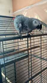 Lost African Grey