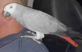 Lost African Grey Lost African Grey