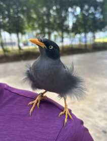 Lost Myna / Mynah