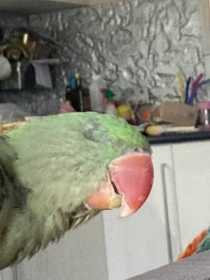 Lost Alexandrine