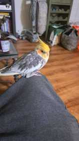 Lost Cockatiel