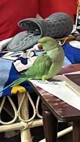 Lost Indian Ringneck Parakeet