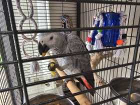 Lost African Grey