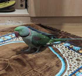 Lost Alexandrine