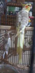 Lost Cockatiel