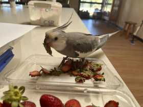 Lost Cockatiel