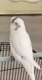 Lost Budgerigar