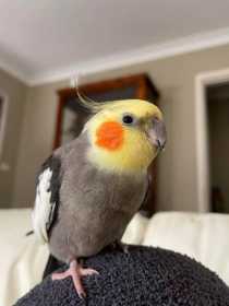 Lost Cockatiel