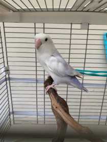 Lost Lovebird