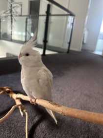 Lost Cockatiel