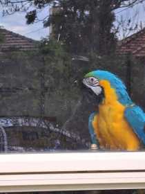 Lost Macaw