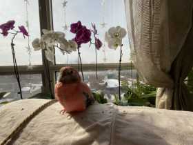 Lost Bourke's Parakeet