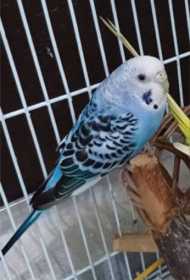 Lost Budgerigar