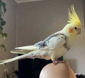 Lost Cockatiel