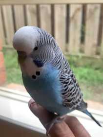 Lost Budgerigar