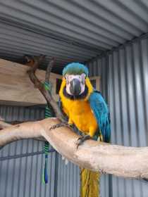 Lost Macaw