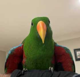 Lost Eclectus