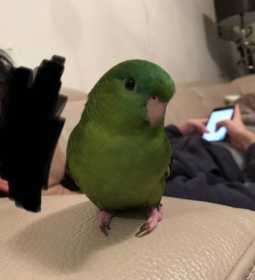 Lost Lineolated Parakeet