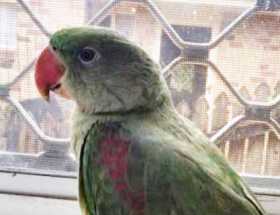 Lost Alexandrine