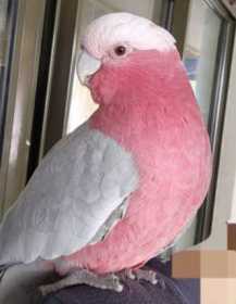 Lost Galah Cockatoo