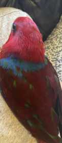 Lost Eclectus