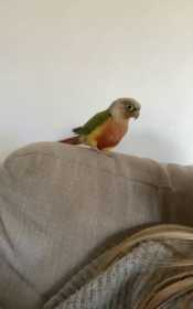 Lost Conure
