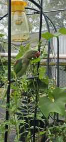 Lost Alexandrine