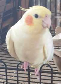 Lost Cockatiel