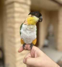 Lost Caique
