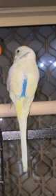 Lost Budgerigar