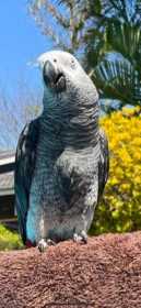 Lost African Grey