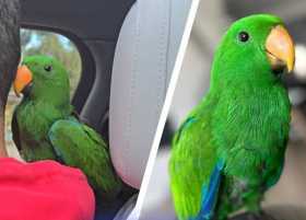 Lost Eclectus