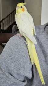 Lost Cockatiel