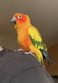 Lost Conure