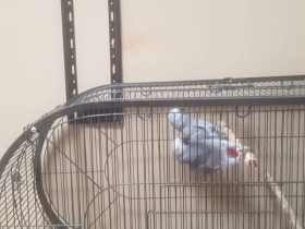 Lost African Grey