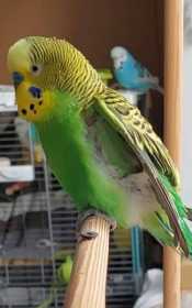 Lost Budgerigar
