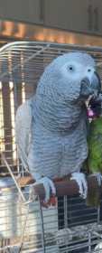 Lost African Grey